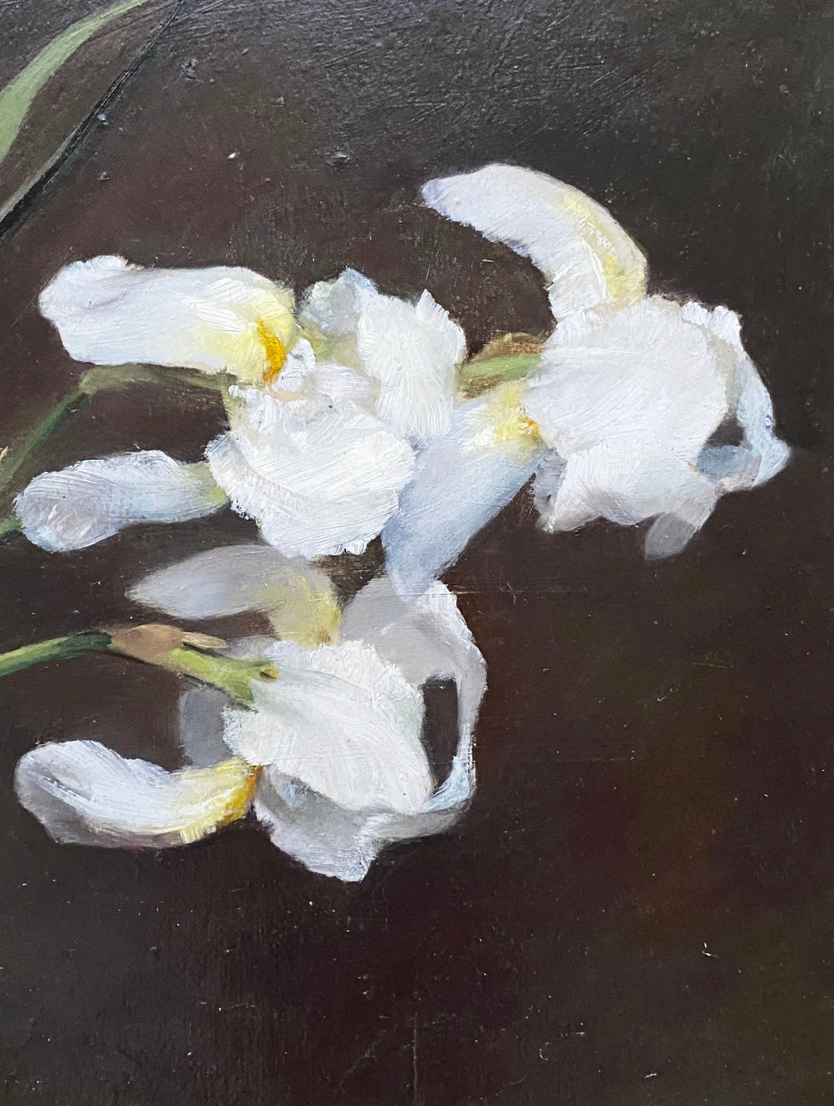 15876, Fannie C. Burr, Purple and White Iris, c. 1895