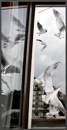 17430, Formento & Formento, Lulu’s Seagulls, Verona, (A Tryptic), 2018