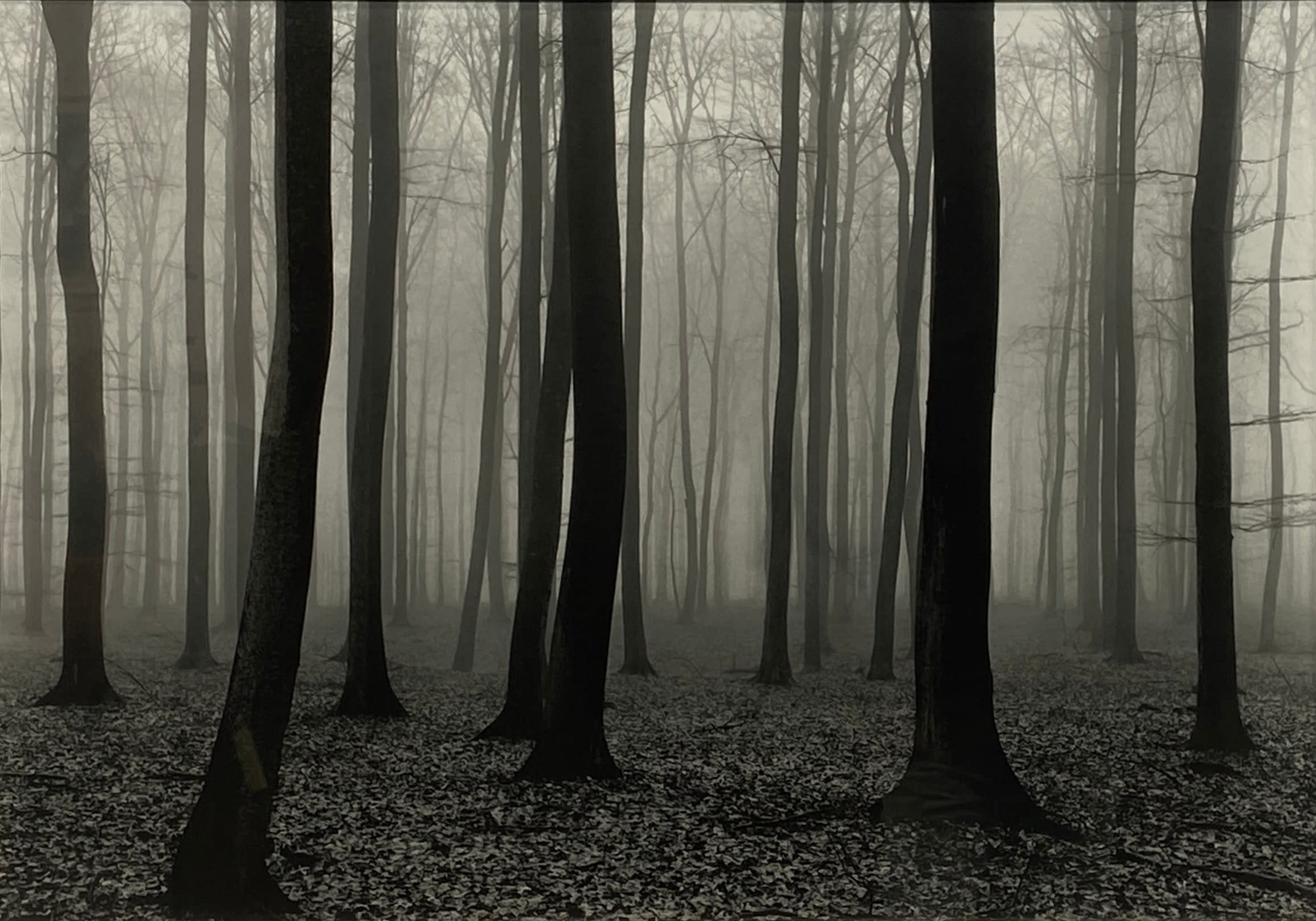 18386, Vincent Vallarino, Luxembourg Woods #2, 1974