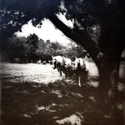 17045, Eleanor Parke Custis, Shade, c. 1938