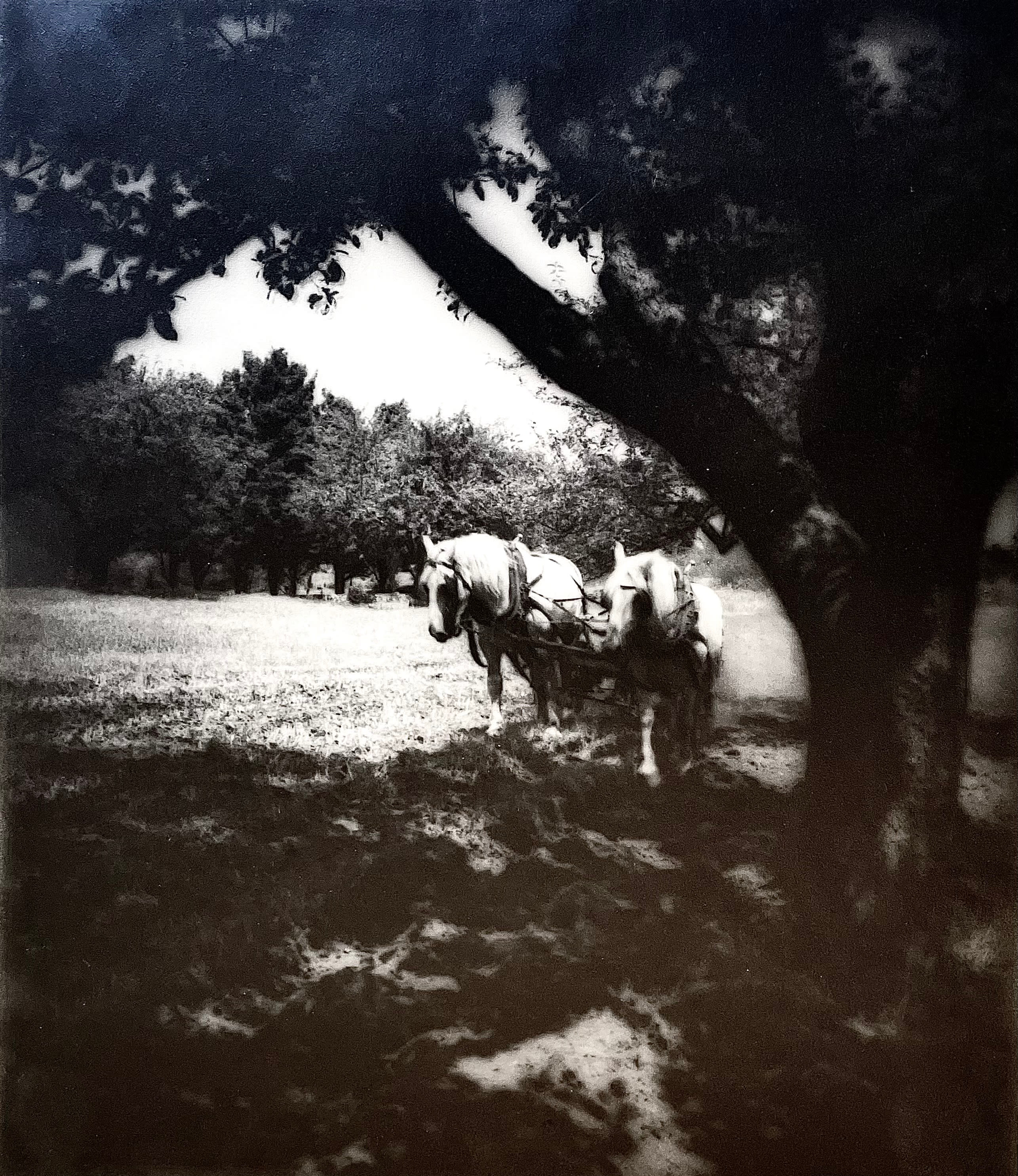 17045, Eleanor Parke Custis, Shade, circa 1938