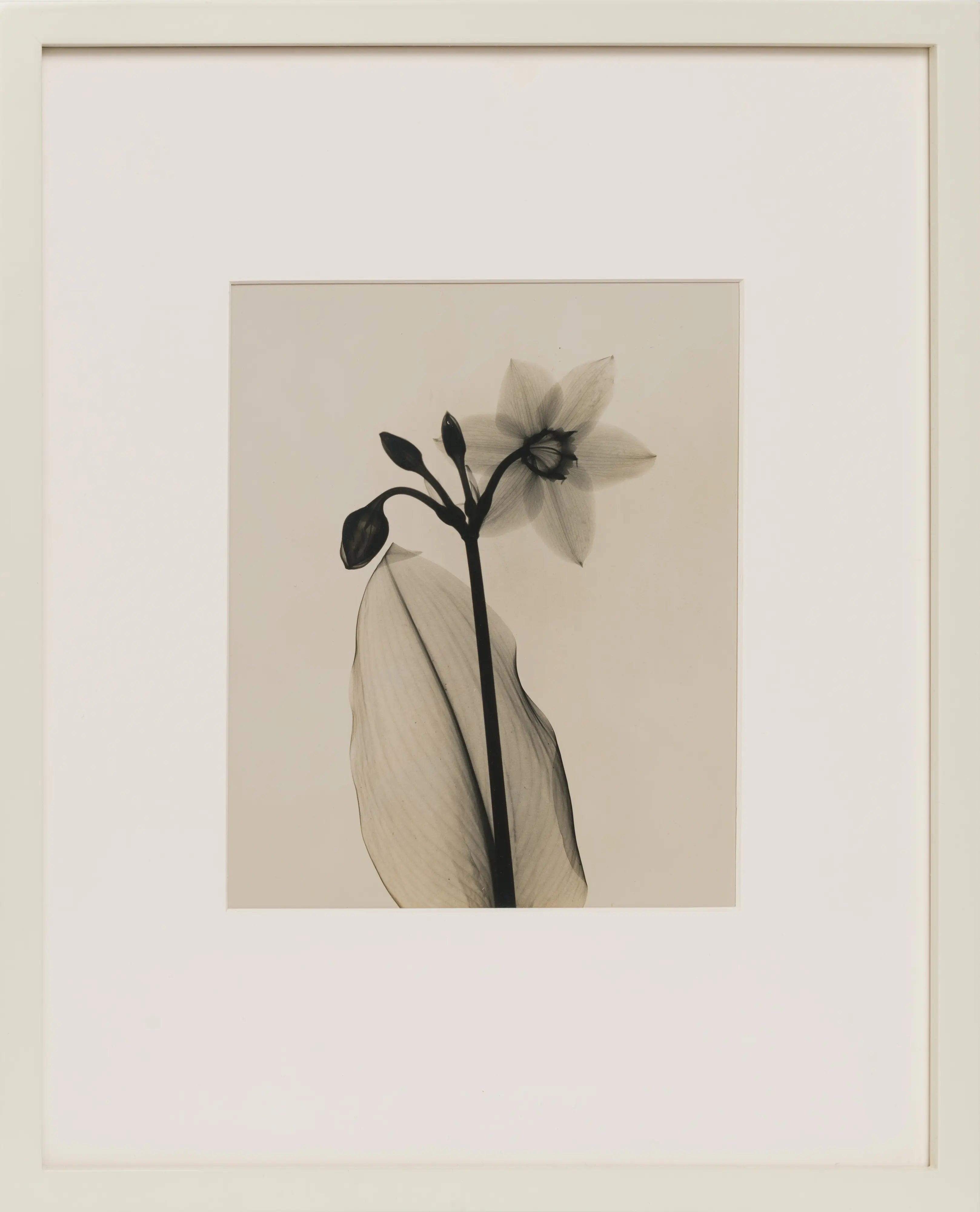 16008, Dain Tasker, Amazon-Lily, c. 1930