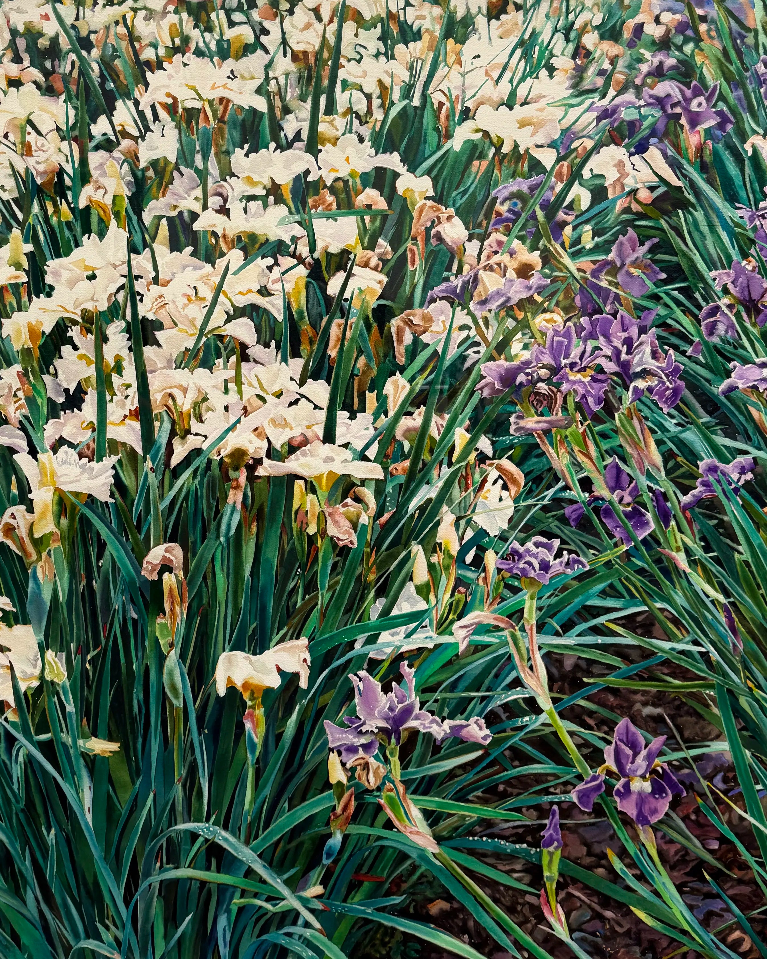 18839, Carolyn Brady, Irises/Chateau Vullierens-Sur-Morges, 1992