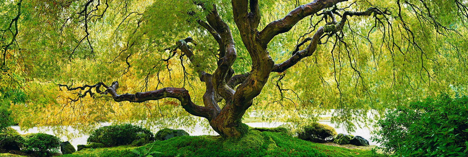 18697, Peter Lik, Tree of Serenity, circa 2013