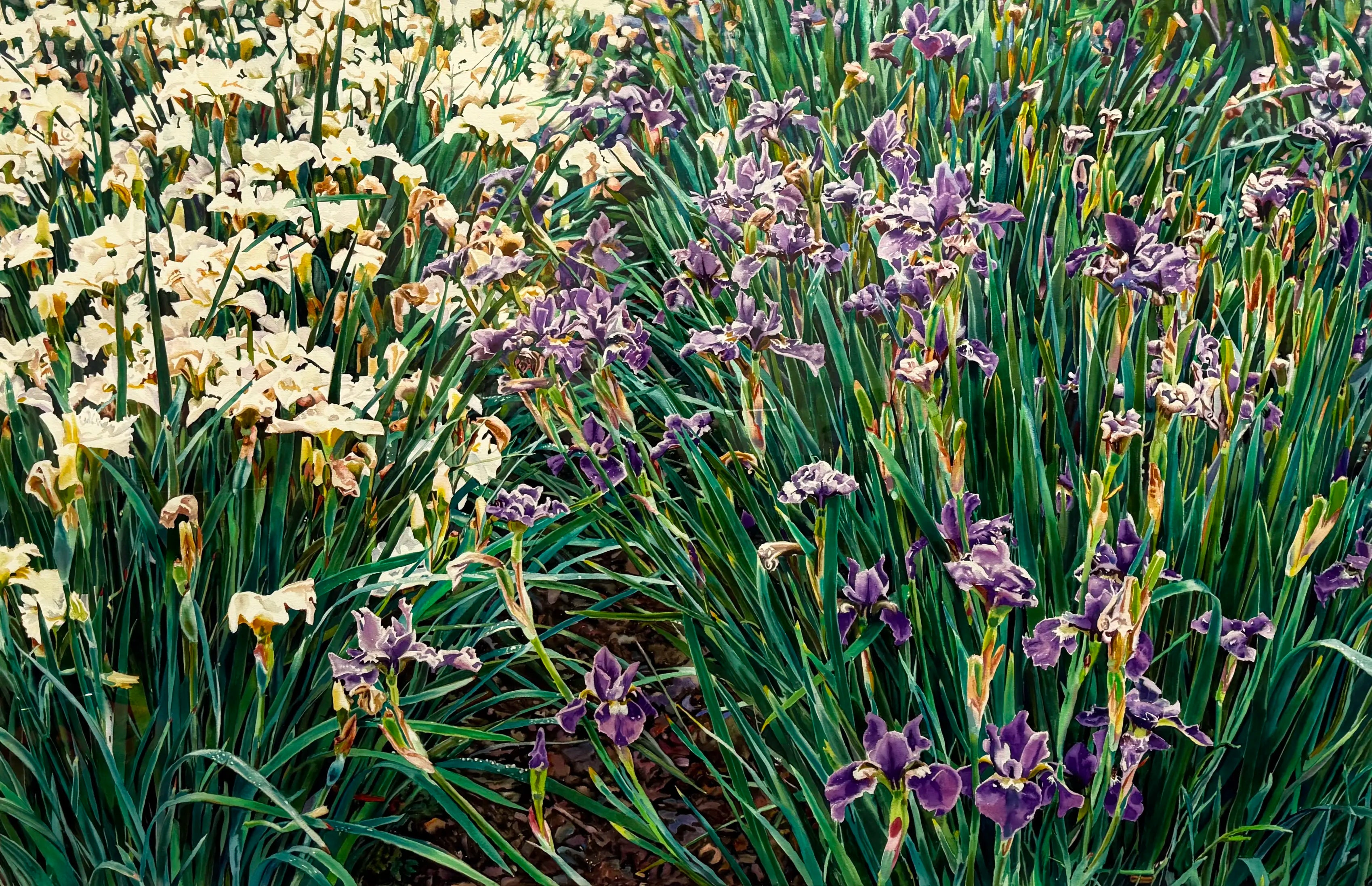 18839, Carolyn Brady, Irises/Chateau Vullierens-Sur-Morges, 1992