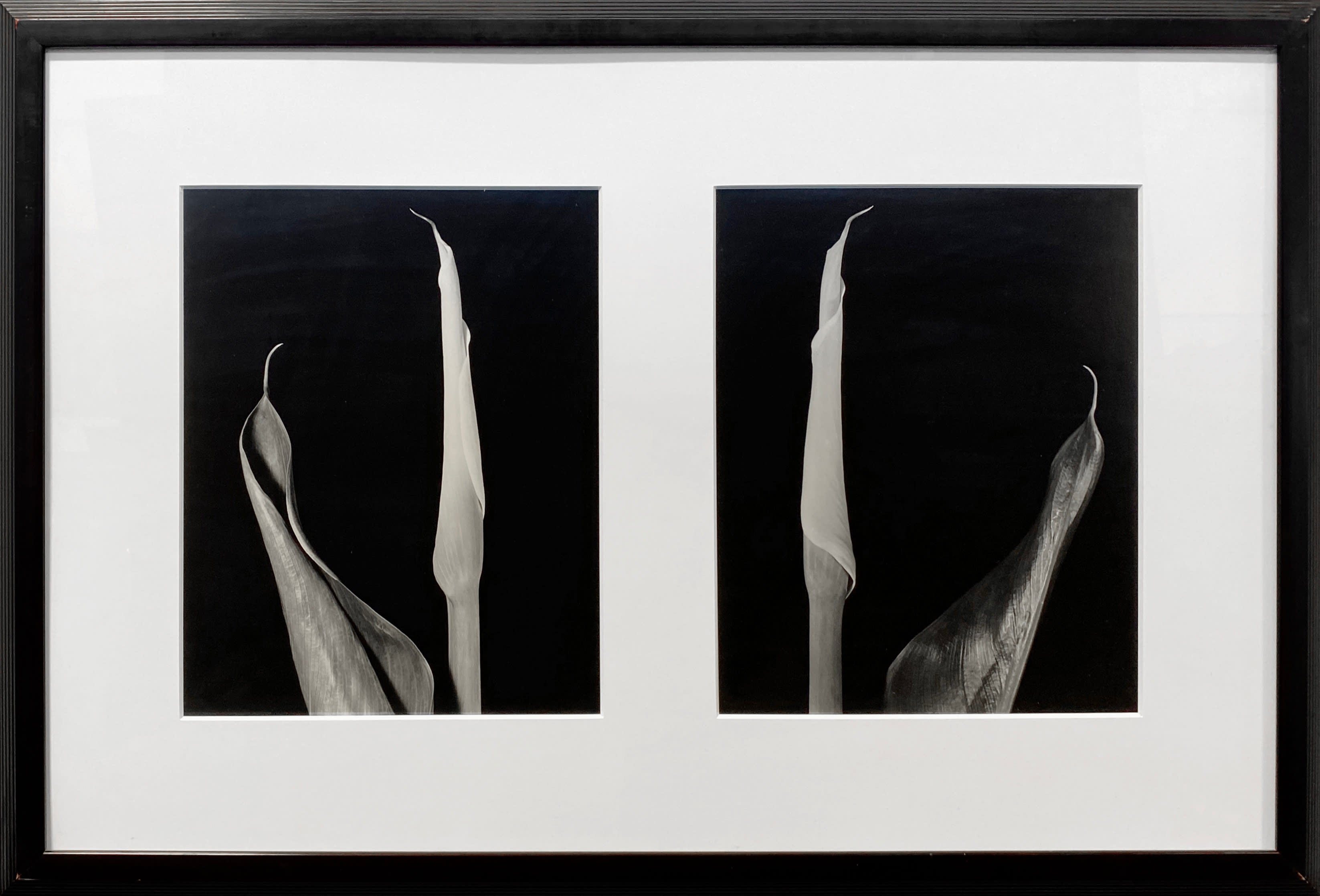 16486, Vincent Vallarino, Calla Diptych, 1987