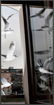 17430, Formento & Formento, Lulu’s Seagulls, Verona, (A Tryptic), 2018