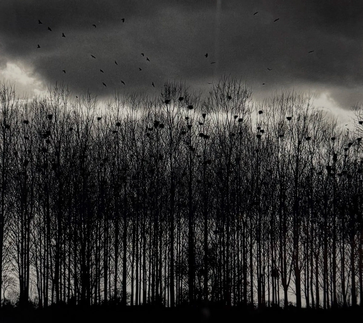 18913, Michael Kenna, Nesting Colony, Bourgogne, France, 1997, printed 2000