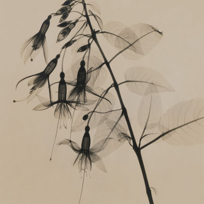 16574, Dain Tasker, Fuchsia-Upright Type, c. 1930