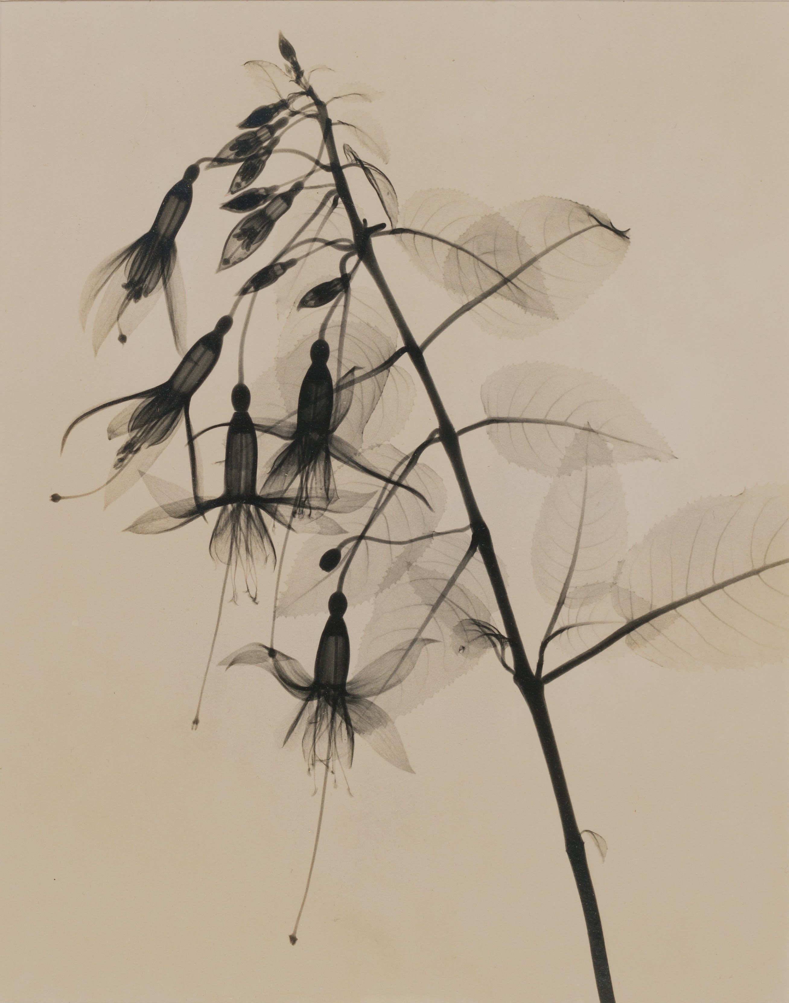 16574, Dain Tasker, Fuchsia-Upright Type, c. 1930