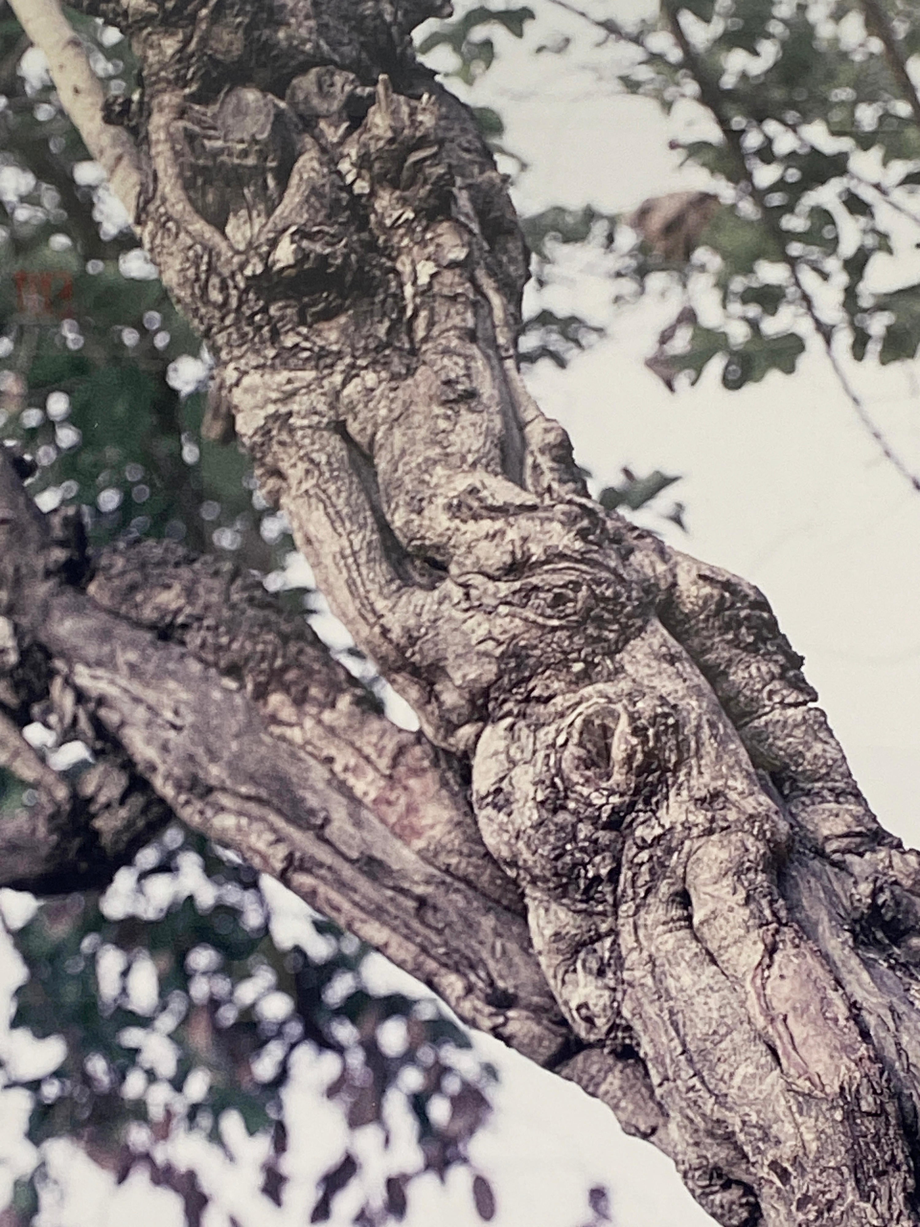 18564, Pieter Hugo, Mallam Galadima Ahmadu with Jamis, Nigeria, 2007