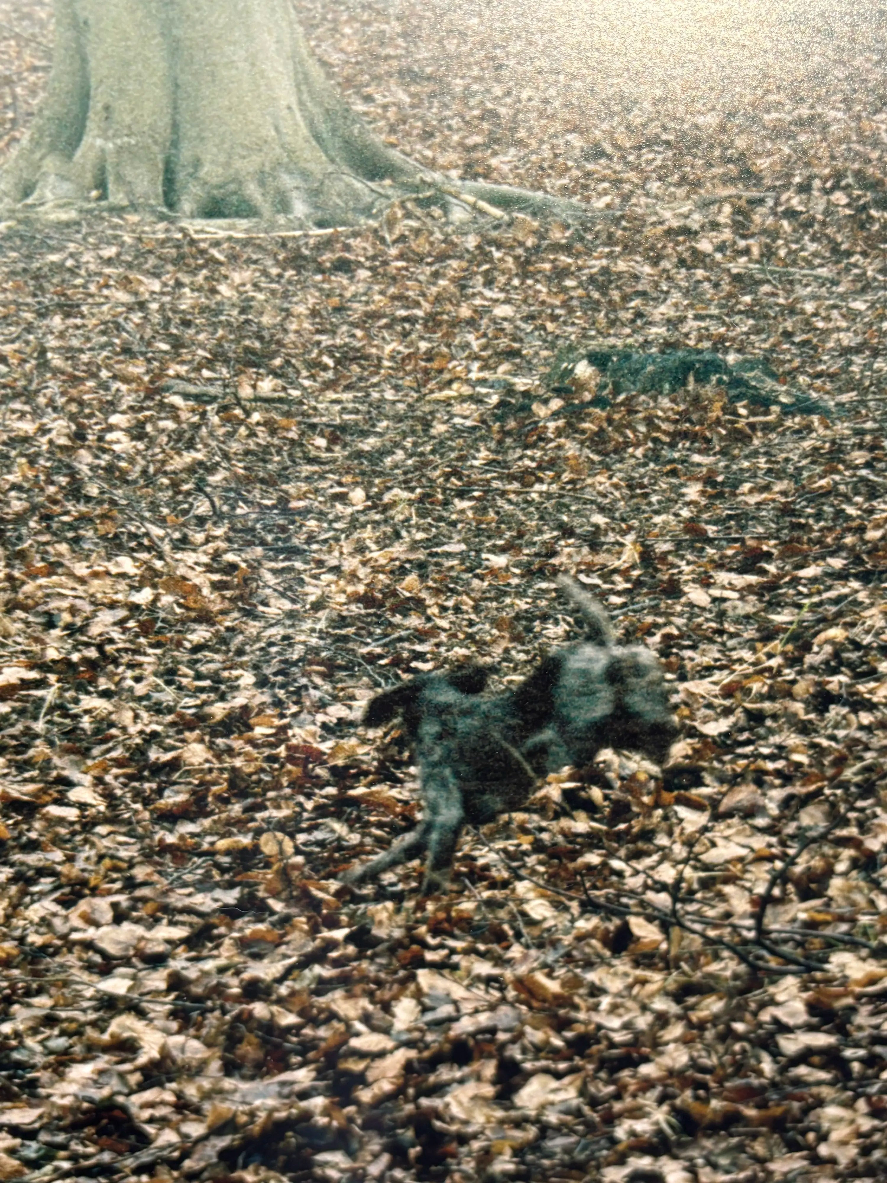 16140, Nicolai Howalt & Trine Søndergaard, How to Hunt; Tvedelykkemarken (Bjornemosen), 2005-07