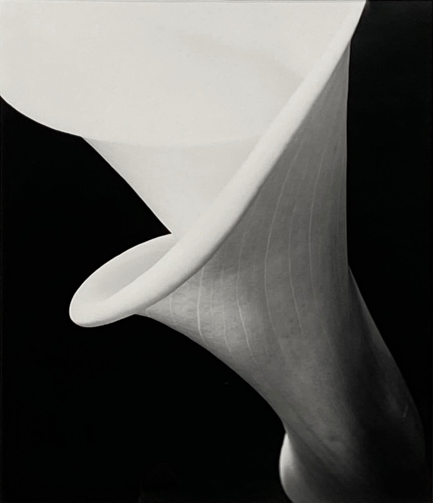 18408, Vincent Vallarino, Calla #5, Conway, NH, 1977