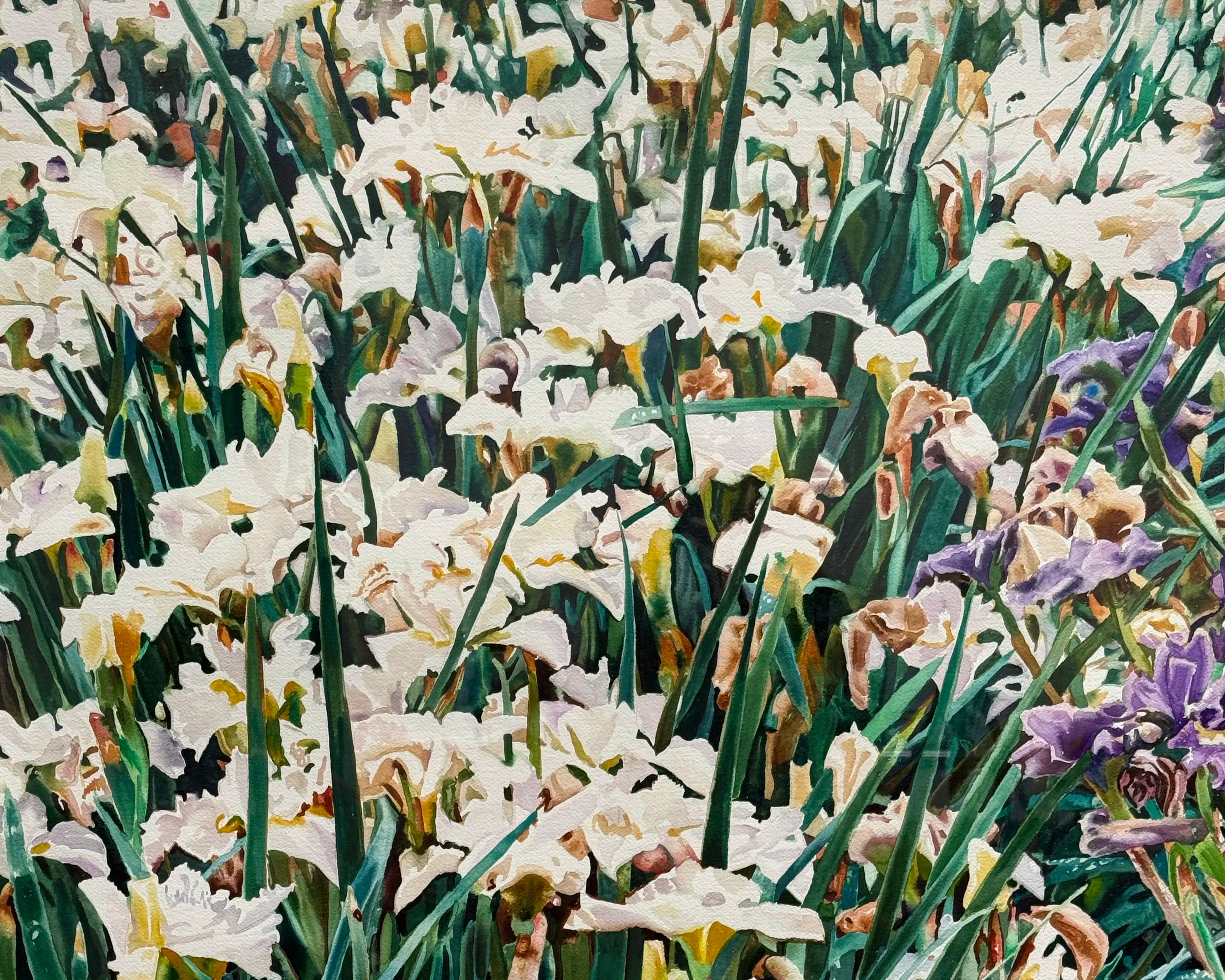 18839, Carolyn Brady, Irises/Chateau Vullierens-Sur-Morges, 1992