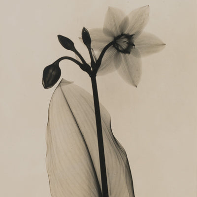 16008, Dain Tasker, Amazon-Lily, c. 1930