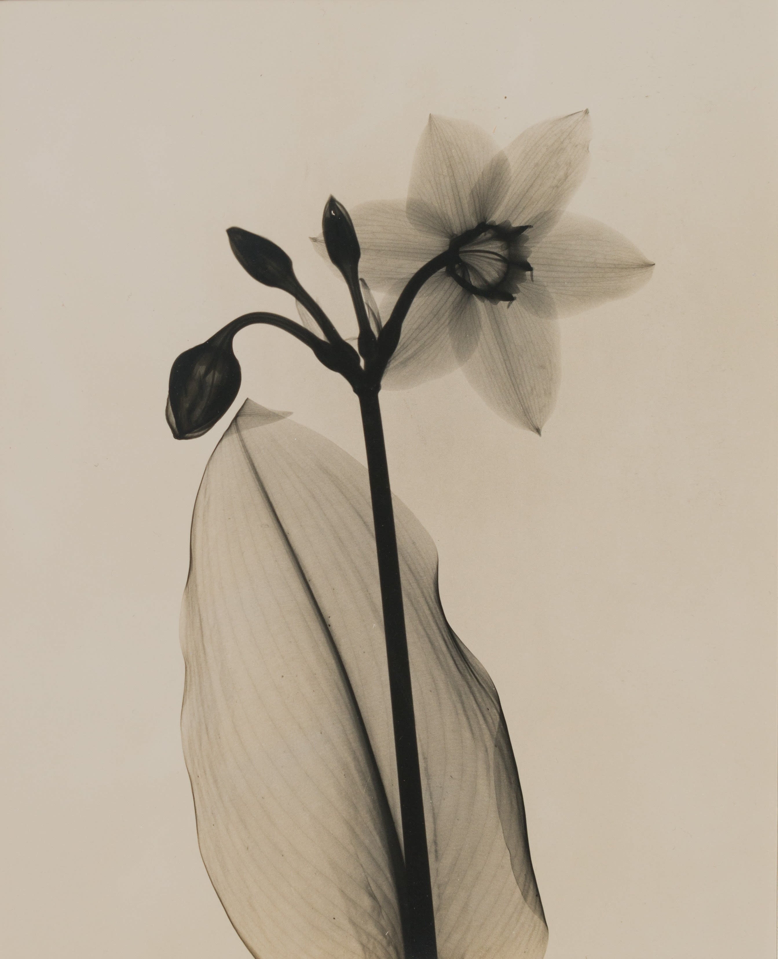 16008, Dain Tasker, Amazon-Lily, c. 1930