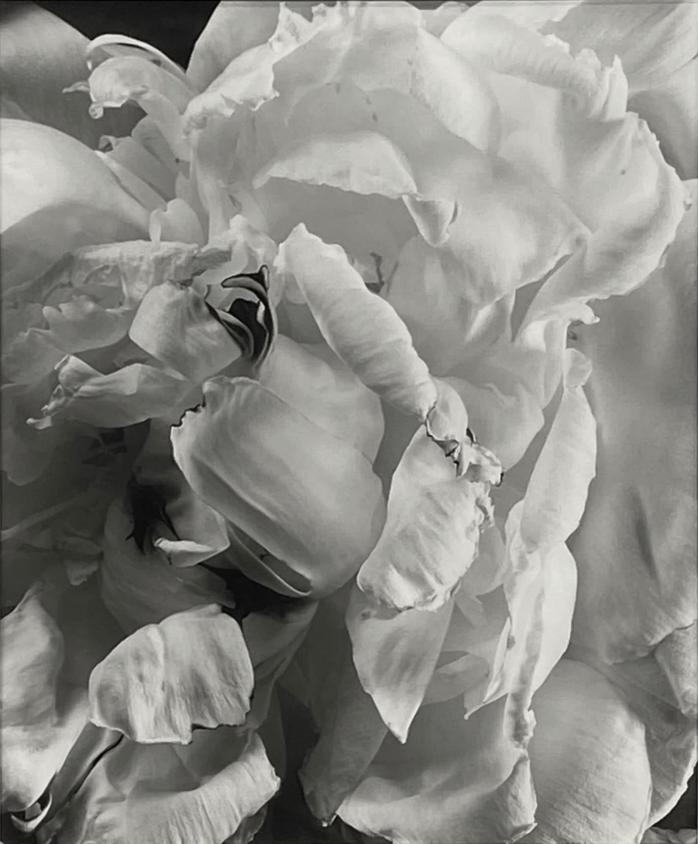 18407, Vincent Vallarino, Peony #2, 1993, Millbrook, NY, 1993