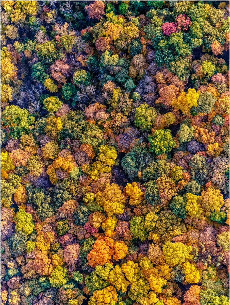 17363, Jeffrey Milstein, Hudson Valley Fall 02, 2019
