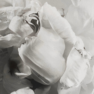 16488, Vincent Vallarino, Peony #1, 1991