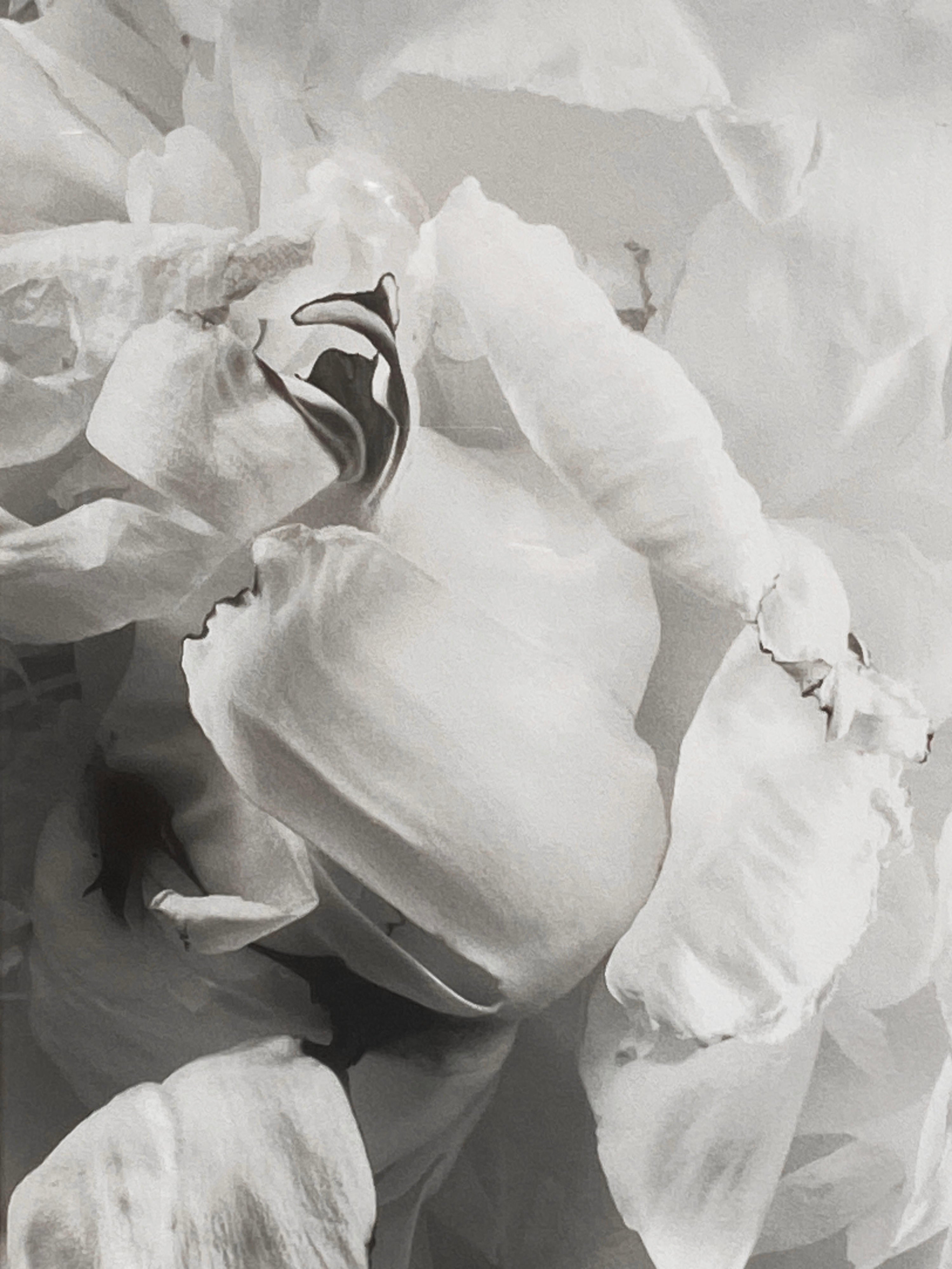 16488, Vincent Vallarino, Peony #1, 1991