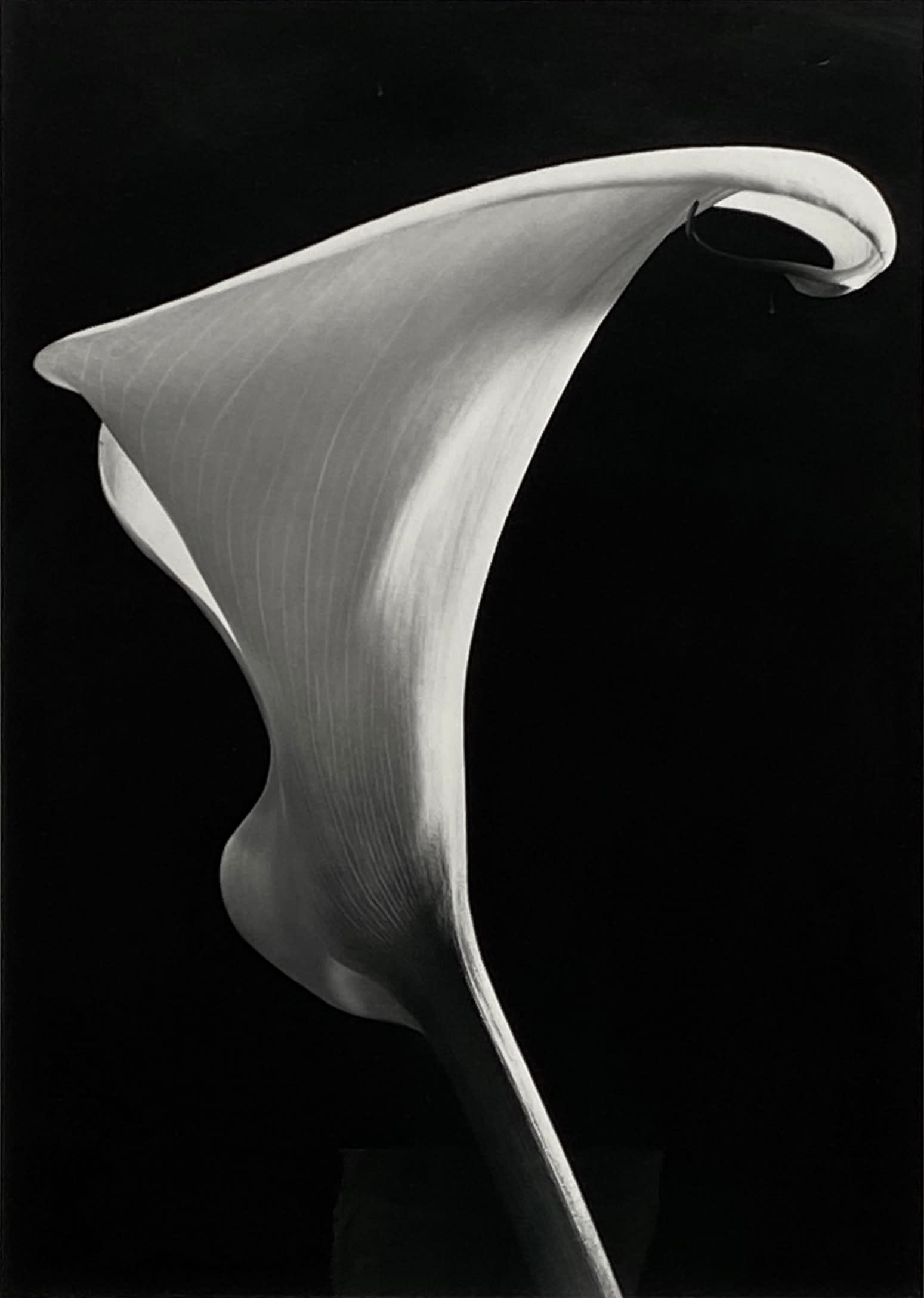 18406, Vincent Vallarino, Calla #3