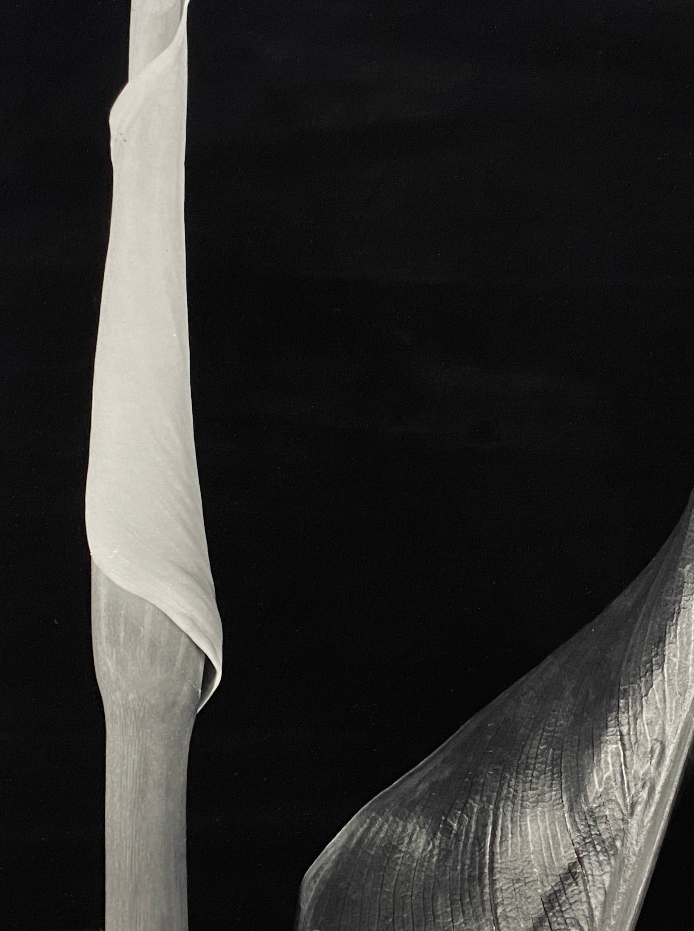 16486, Vincent Vallarino, Calla Diptych, 1987