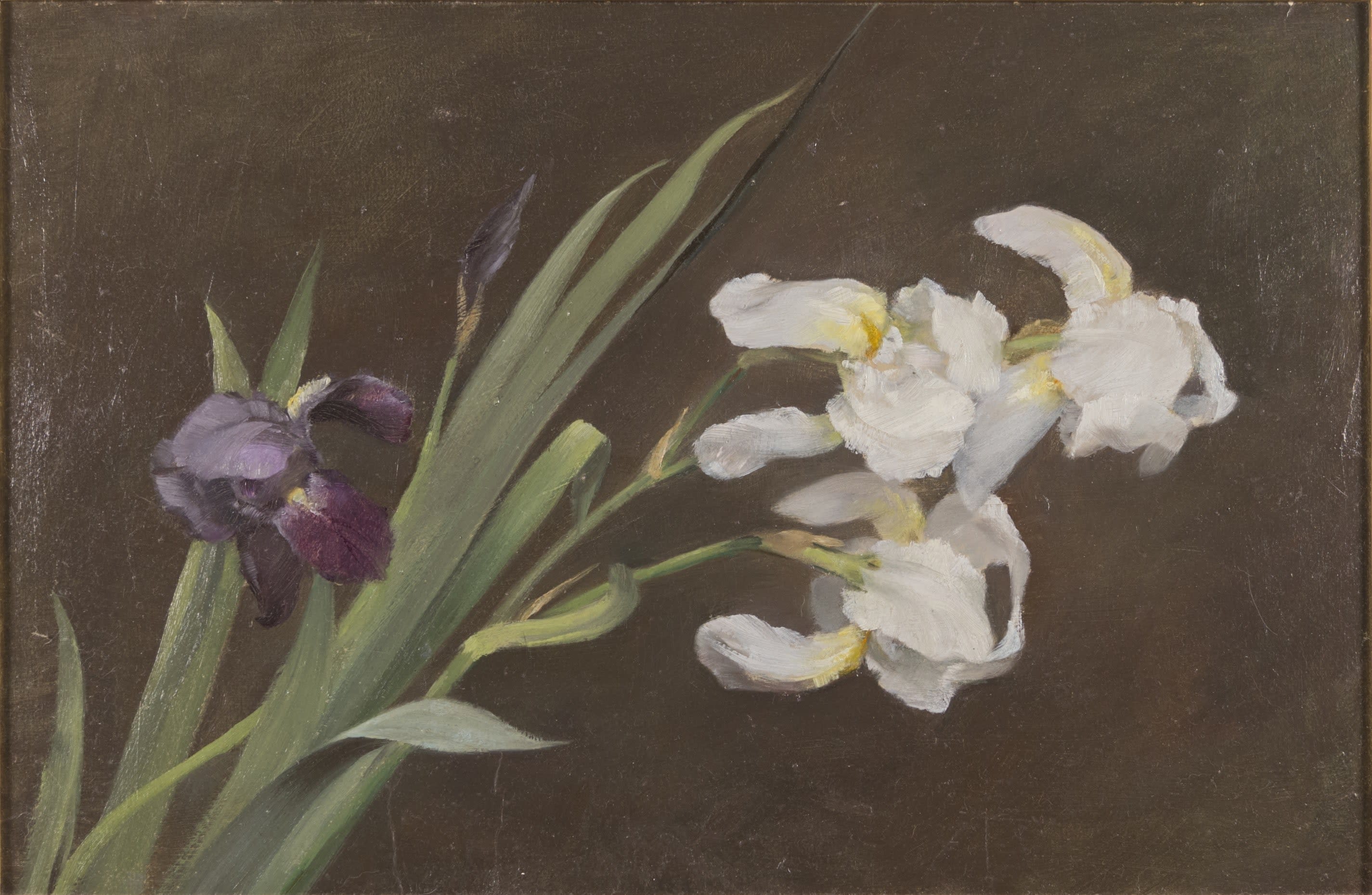 15876, Fannie C. Burr, Purple and White Iris, circa 1895
