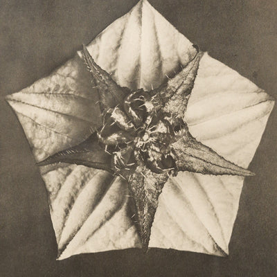 16358, Karl Blossfeldt, Pentagon and Star, 1929