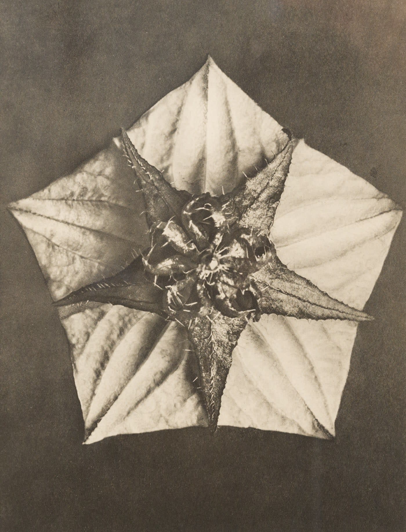 16358, Karl Blossfeldt, Pentagon and Star, 1929