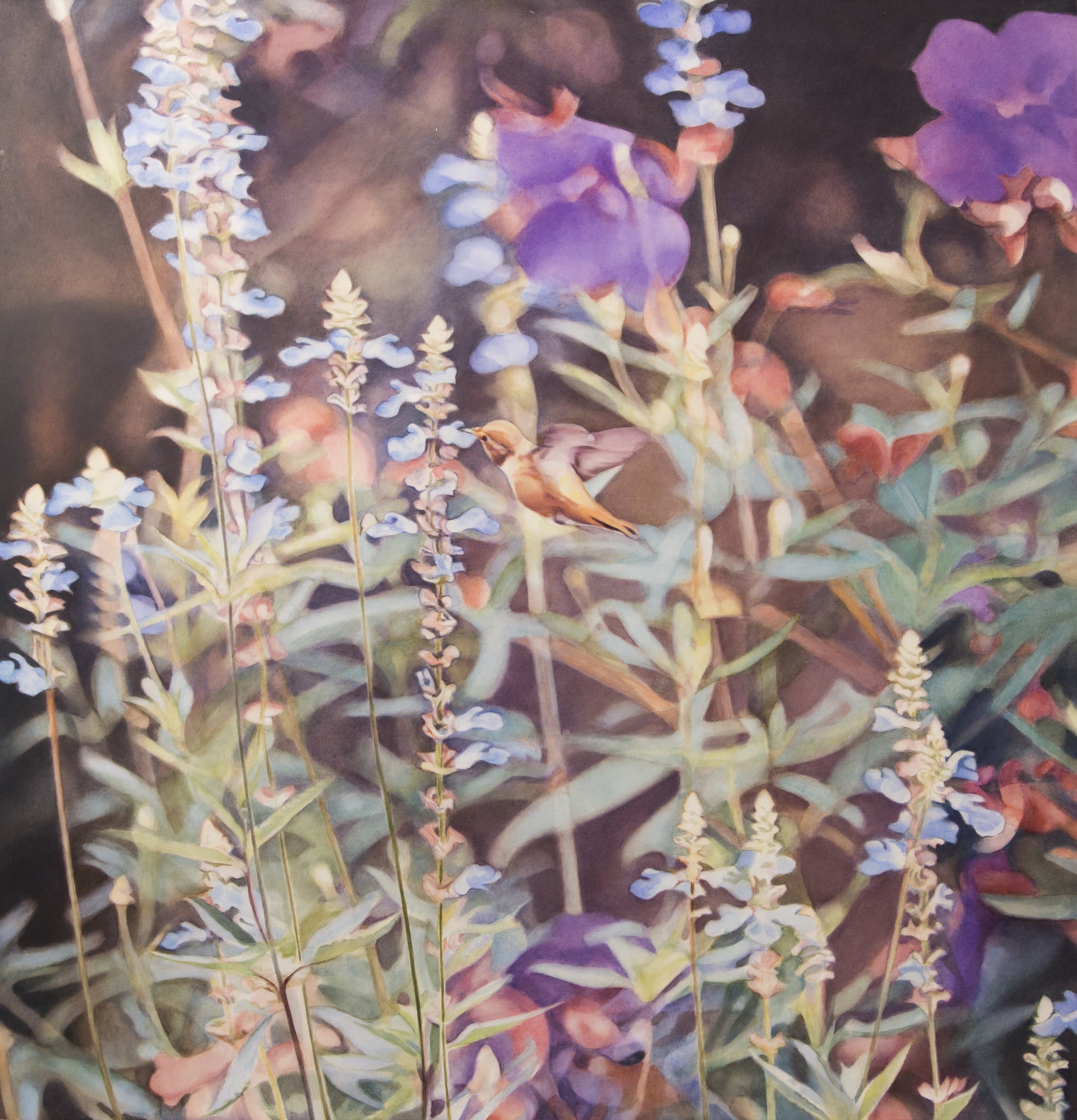 15597, Diane Andrews Hall, Hummingbird in Salvia, 2005