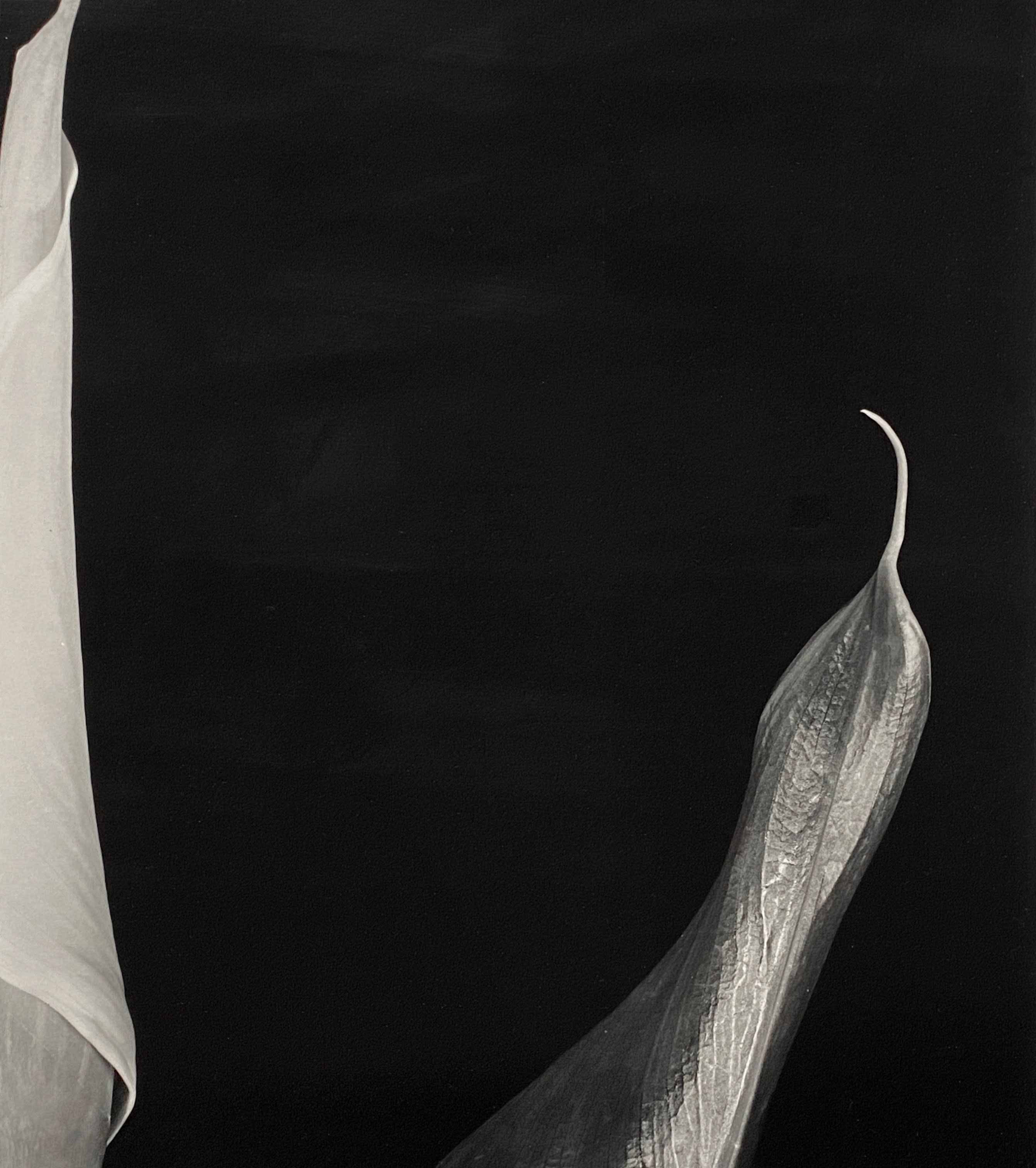 16486, Vincent Vallarino, Calla Diptych, 1987