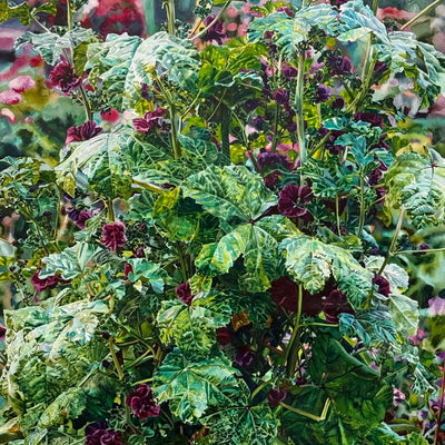 18844, Carolyn Brady, Giant Purple Mallow, Giverny, 1995