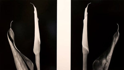 16486, Vincent Vallarino, Calla Diptych, 1987