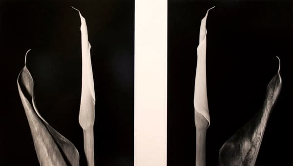 16486, Vincent Vallarino, Calla Diptych, 1987