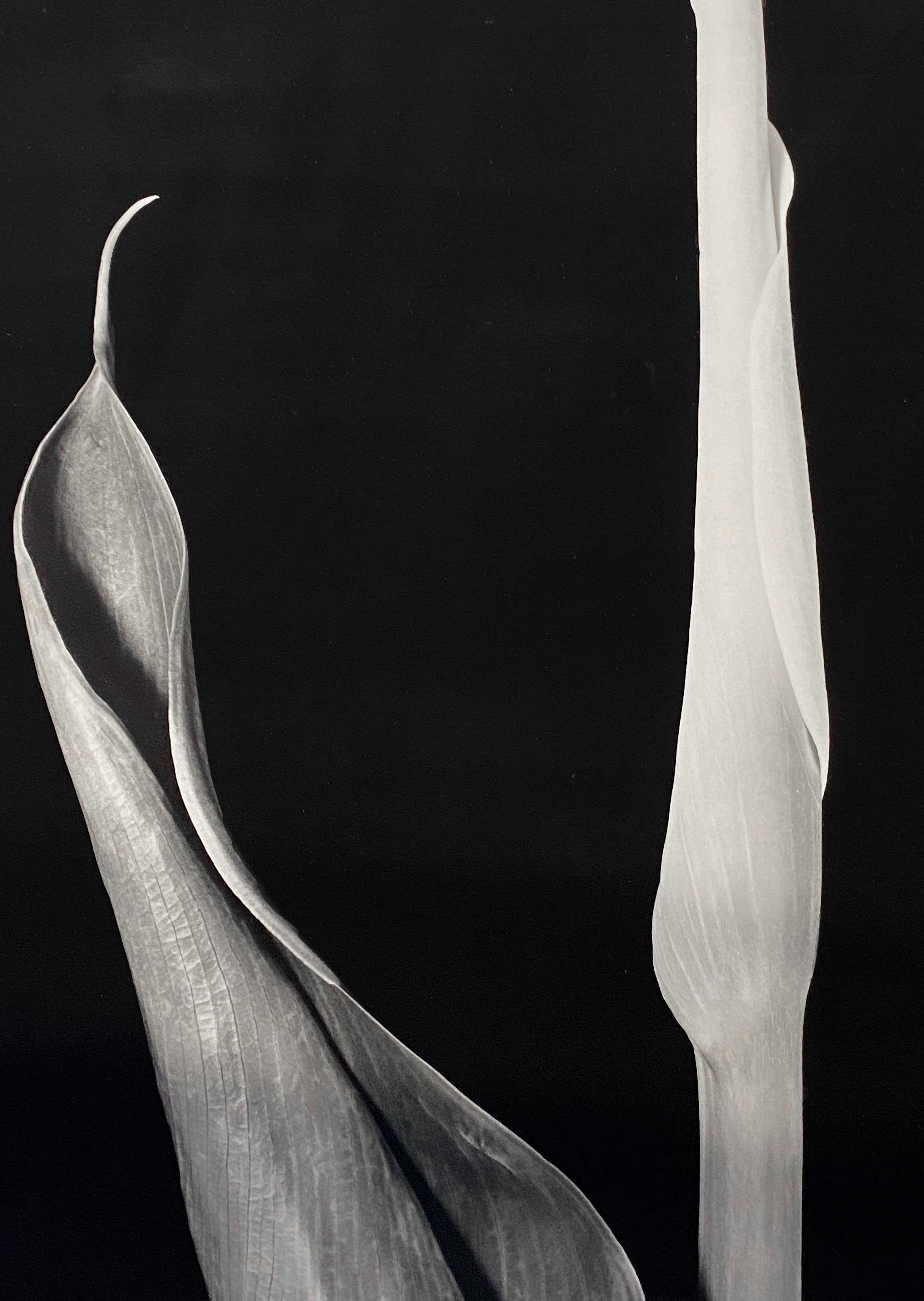 16486, Vincent Vallarino, Calla Diptych, 1987